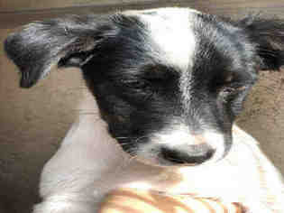 Medium Photo #1 Border Collie-Unknown Mix Puppy For Sale in San Antonio, TX, USA