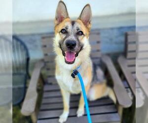 German Shepherd Dog-Unknown Mix Dogs for adoption in Long Beach, CA, USA