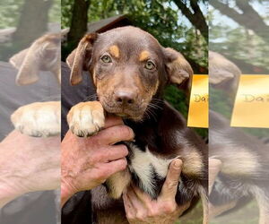 Australian Shepherd-Unknown Mix Dogs for adoption in Minneapolis, MN, USA