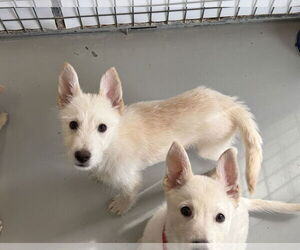 Mutt Dogs for adoption in Chico, CA, USA
