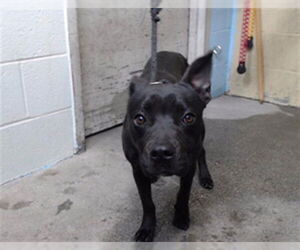 Mutt Dogs for adoption in Downey, CA, USA