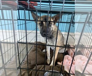 German Shepherd Dog-Unknown Mix Dogs for adoption in Cleveland, TN, USA