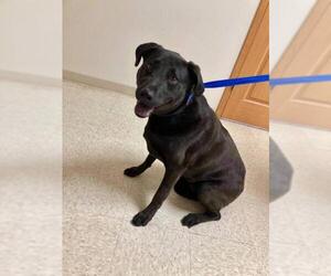 Labrador Retriever Dogs for adoption in Neillsville, WI, USA