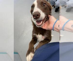 Australian Shepherd-Unknown Mix Dogs for adoption in Waco, TX, USA