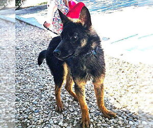 German Shepherd Dog-Unknown Mix Dogs for adoption in Fallbrook, CA, USA