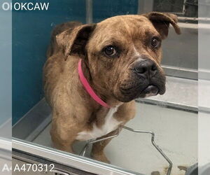 Bulldog-Unknown Mix Dogs for adoption in Oklahoma City, OK, USA