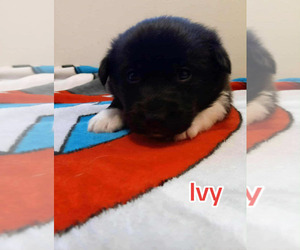 Border Collie Dogs for adoption in Holly Springs, NC, USA