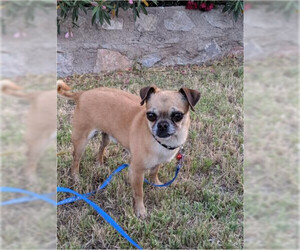 Pug-Unknown Mix Dogs for adoption in Canutillo, TX, USA