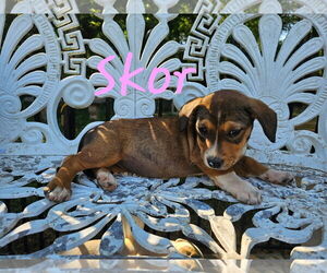 Mutt Dogs for adoption in Sterling, MA, USA