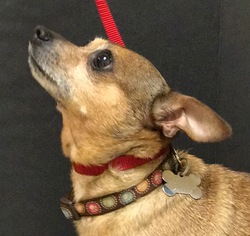 Chihuahua-Unknown Mix Dogs for adoption in Burlington, WA, USA