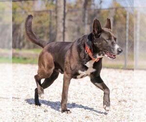 German Shepherd Dog-Unknown Mix Dogs for adoption in Waco, TX, USA