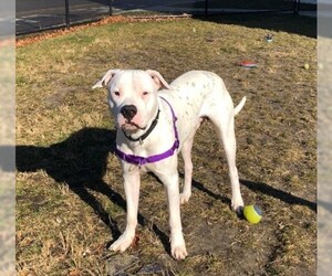 Dogo Argentino Dogs for adoption in Chambersburg, PA, USA