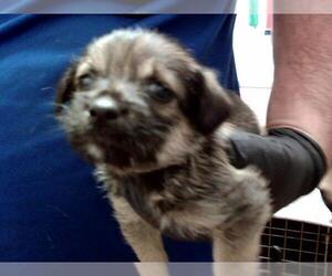 Mutt Dogs for adoption in Martinez, CA, USA