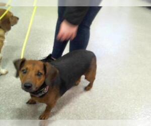 Doxle Dogs for adoption in Louisville, KY, USA