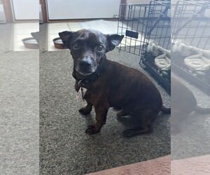 Chiweenie Dogs for adoption in Parker Ford, PA, USA