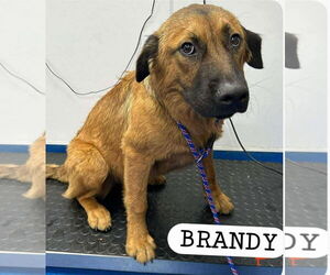 Mutt Dogs for adoption in Woodbury, NY, USA