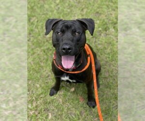 Labrador Retriever Dogs for adoption in Fort Lauderdale, FL, USA