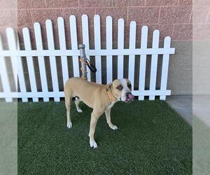 Mutt Dogs for adoption in Modesto, CA, USA