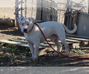 Mutt Dogs for adoption in El Centro, CA, USA
