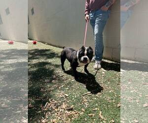 Olde Bulldog Dogs for adoption in Princeton, MN, USA