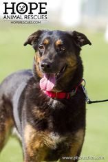 Labrottie Dogs for adoption in Alton, IL, USA