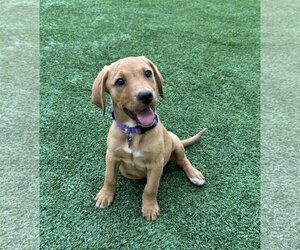 Labrador Retriever-Unknown Mix Dogs for adoption in Fort Worth, TX, USA