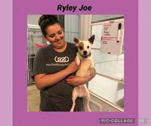 Chihuahua Dogs for adoption in Kewanee, IL, USA