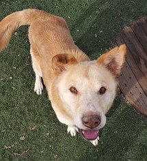 Chow Chow-Labrador Retriever Mix Dogs for adoption in Edmond, OK, USA