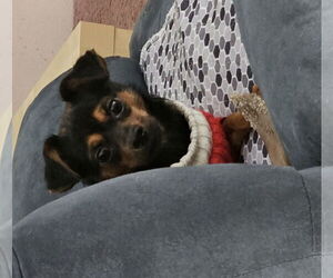 Chipin Dogs for adoption in Jackson, NJ, USA