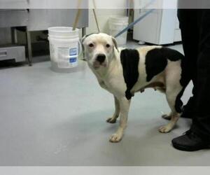 American Pit Bull Terrier Dogs for adoption in Fayetteville, NC, USA