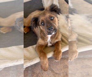 Spaniel-Unknown Mix Dogs for adoption in Lancaster, CA, USA