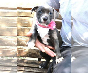 American Pit Bull Terrier Dogs for adoption in Bandera, TX, USA