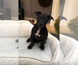 Chihuahua-Chinese Shar-Pei Mix Dogs for adoption in Phoenix, AZ, USA