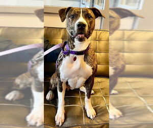 American Pit Bull Terrier Dogs for adoption in Boston, MA, USA