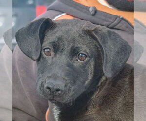 Chinese Shar-Pei-Unknown Mix Dogs for adoption in Huntley, IL, USA