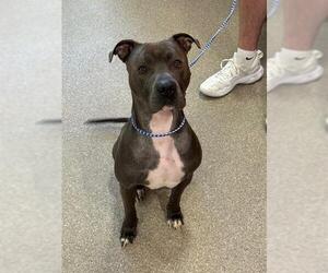 Mutt Dogs for adoption in Louisville, KY, USA