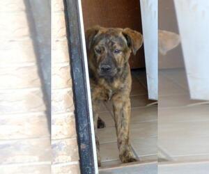 Sheprador Dogs for adoption in Peralta, NM, USA