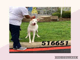 Collie Dogs for adoption in San Antonio, TX, USA