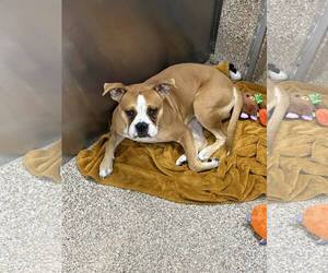 Medium Photo #1 Boxer-Unknown Mix Puppy For Sale in Martinsburg, WV, USA