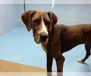 Great Dane Dogs for adoption in Moreno Valley, CA, USA
