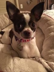 Chihuahua Dogs for adoption in Plainfield, IL, USA