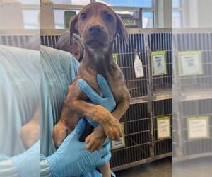 Labrador Retriever-Unknown Mix Dogs for adoption in San Antonio, TX, USA