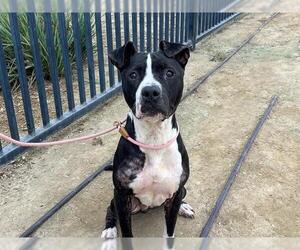 Mutt Dogs for adoption in Orange, CA, USA