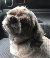 Lhasa Apso Dogs for adoption in Ashland, KY, USA