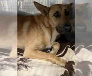 German Shepherd Dog-Unknown Mix Dogs for adoption in Downey, CA, USA