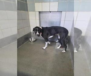 Pointer-Unknown Mix Dogs for adoption in San Antonio, TX, USA