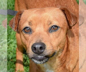 Beagle-Unknown Mix Dogs for adoption in Huntley, IL, USA