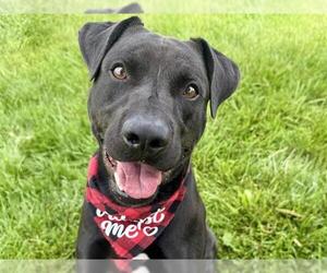 Labrador Retriever-Unknown Mix Dogs for adoption in Pueblo, CO, USA