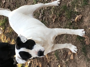 Borador Dogs for adoption in Rock Hill, SC, USA
