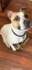 American Pit Bull Terrier-Jack Russell Terrier Mix Dogs for adoption in South Park, PA, USA